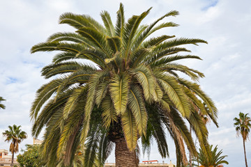 Palm tree against the sky