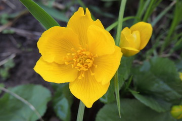 Большой  жёлтый цветок на фоне зелёных листьев крупным планом 