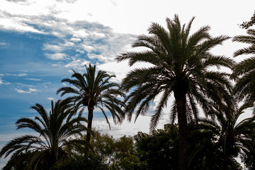 Fototapeta na wymiar Palm tree against the sky