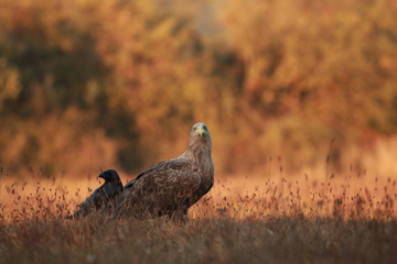 White tailed eagle (Haliaeetus albicilla). Autumn White tailed eagle.
