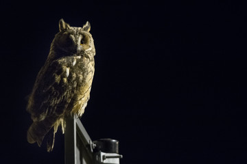 Long-eared owl at night