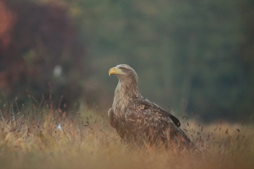 White tailed eagle (Haliaeetus albicilla). Autumn White tailed eagle.
