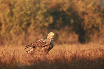 White tailed eagle (Haliaeetus albicilla). Autumn White tailed eagle.