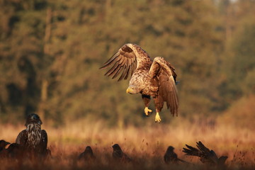 White tailed eagle (Haliaeetus albicilla). Autumn White tailed eagle.