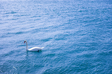 White swan in the lake © BGStock72