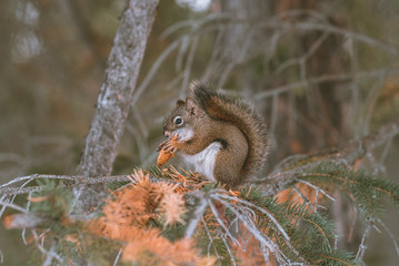 squirrel on a tree
