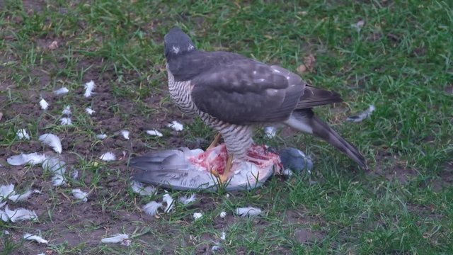 Female sparrow Hawk eating recently killed feral pigeon.