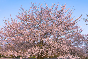 Cherry blossom in spring season, Japan.