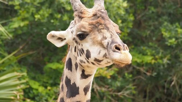 Giraffe Chewing