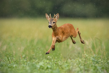 Young roe deer, capreolus capreolus, buck running fast in the summer rain. Dynamic image of wild...