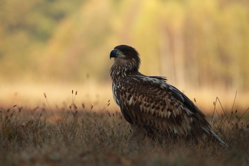 White tailed eagle (Haliaeetus albicilla). Autumn White tailed eagle.