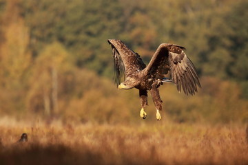 White tailed eagle (Haliaeetus albicilla). Autumn White tailed eagle.