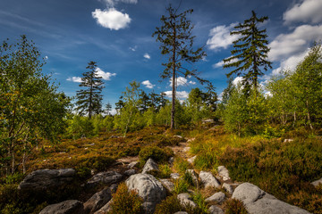 Green spruce forest with rocks and dramatic blue cloudy sky near stone labyrinth Bledne skaly in Szczeliniec Wielki in National Park Stolowe Mountains, Sudety, Poland