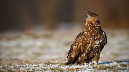 Juvenile white-tailed eagle, haliaeetus albicilla, in winter sitting on a snow covered ground. Wildlife scenery of predator watching with clear blurred background.