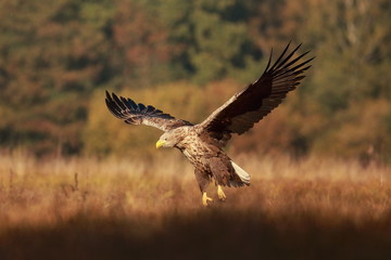 White tailed eagle (Haliaeetus albicilla). Autumn White tailed eagle.