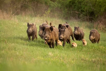 Fototapeten Group of wild boars, sus scrofa, running in spring nature. Action wildlife scenery of a family with small piglets moving fast forward to escape from danger. © WildMedia
