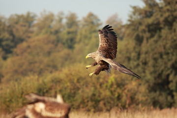 White tailed eagle (Haliaeetus albicilla). Autumn White tailed eagle.