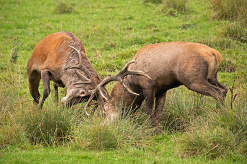 Red deer, cervus elaphus, fight during the rut. Wild stags in a struggle. Rivalry between wild bucks in matting season. Wildlife action scenery.