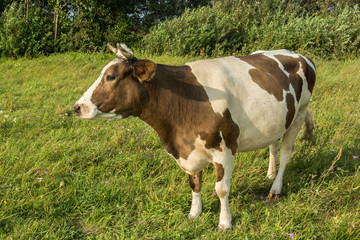 Fototapeta na wymiar White-brown cow grazing on a meadow
