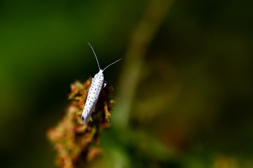 Pflaumen Gespinstermotte