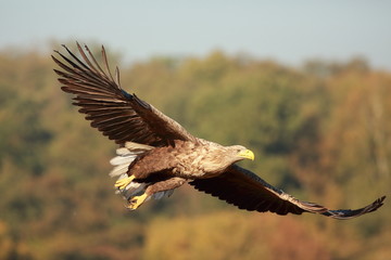 White tailed eagle (Haliaeetus albicilla). Autumn White tailed eagle.