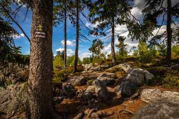 Green spruce forest with rocks and dramatic blue cloudy sky near stone labyrinth Bledne skaly in Szczeliniec Wielki in National Park Stolowe Mountains, Sudety, Poland
