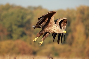 White tailed eagle (Haliaeetus albicilla). Autumn White tailed eagle.