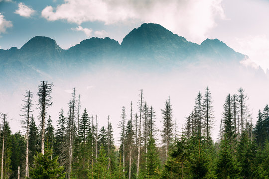 Fototapeta Tatra National Park, Poland. Summer Mountains And Forest Landsca