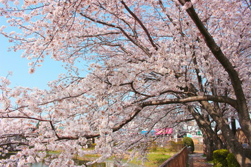 日本の春は美しい薄桃色の桜が咲き乱れる