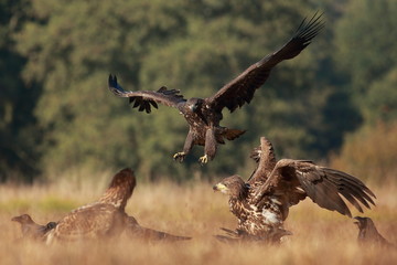 White tailed eagle (Haliaeetus albicilla). Autumn White tailed eagle.