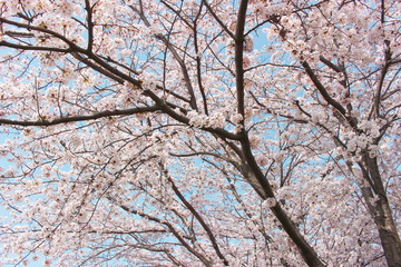 Obraz premium 日本の春は美しい薄桃色の桜が咲き乱れる