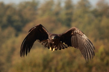 White tailed eagle (Haliaeetus albicilla). Autumn White tailed eagle.