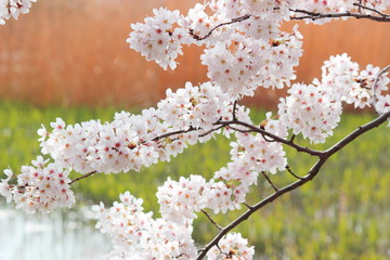 日本の春　池の上で美しく咲き乱れる桜の花