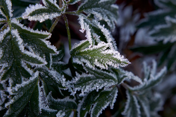 frost on leaves, elegant hoarfrost on green leaf