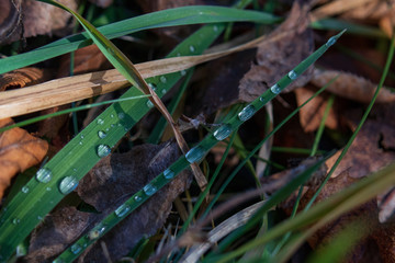 Blades of grass with raindrops