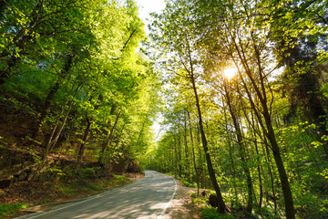 Obraz premium street Forest, with sunlight through trees, Germany, Bavaria
