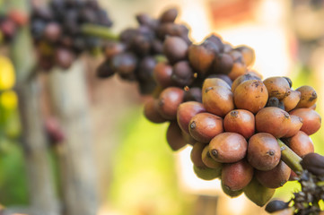 coffee tree farm organic