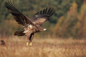 White tailed eagle (Haliaeetus albicilla). Autumn White tailed eagle.