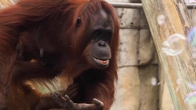 Orangutan Playing with Bubbles