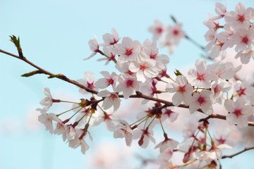 日本の春は美しい薄桃色の桜が咲き乱れる