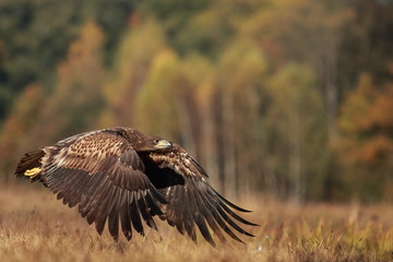 White tailed eagle (Haliaeetus albicilla). Autumn White tailed eagle.
