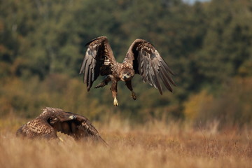 White tailed eagle (Haliaeetus albicilla). Autumn White tailed eagle.