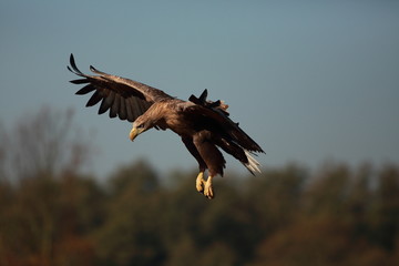 White tailed eagle (Haliaeetus albicilla). Autumn White tailed eagle.