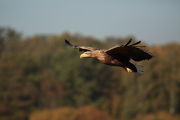 White tailed eagle (Haliaeetus albicilla). Autumn White tailed eagle.
