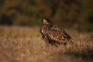 White tailed eagle (Haliaeetus albicilla). Autumn White tailed eagle.