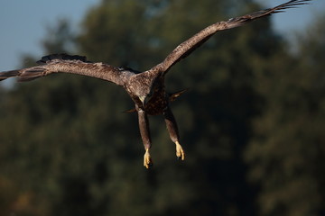White tailed eagle (Haliaeetus albicilla). Autumn White tailed eagle.