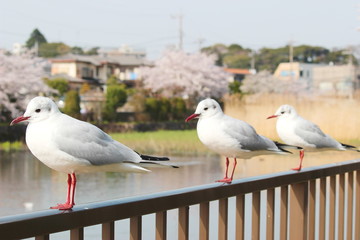 日本の春は鳥たちも美しい桜を眺めます