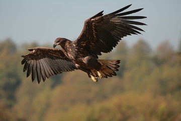 White tailed eagle (Haliaeetus albicilla). Autumn White tailed eagle.