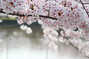 日本の春　池の上で美しく咲き乱れる桜の花