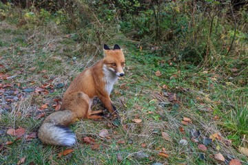 Fototapeta premium european red fox (vulpes vulpes)